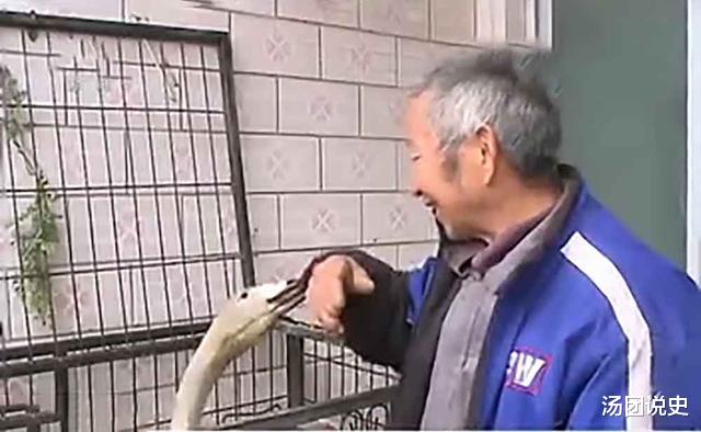 15年老汉放羊捡到受伤“大鹅”,养了13天,却发现哪是鹅?是宝贝