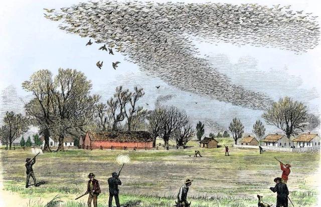 从50亿到1只不剩，连百年时间都未到？盘点被人类吃灭绝的动物