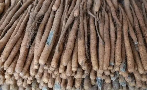 小米粥|每晚睡前“生嚼几粒枸杞”,一段时间过后,身体会得到哪些好处?