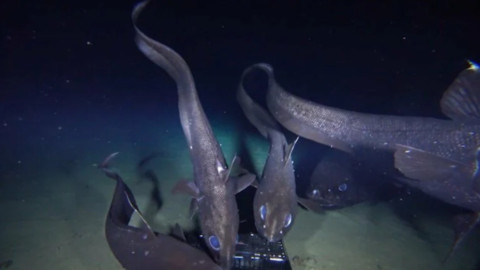 日本发现全球最大深海硬骨鱼：全长2.5米 可能扰乱当地食物链