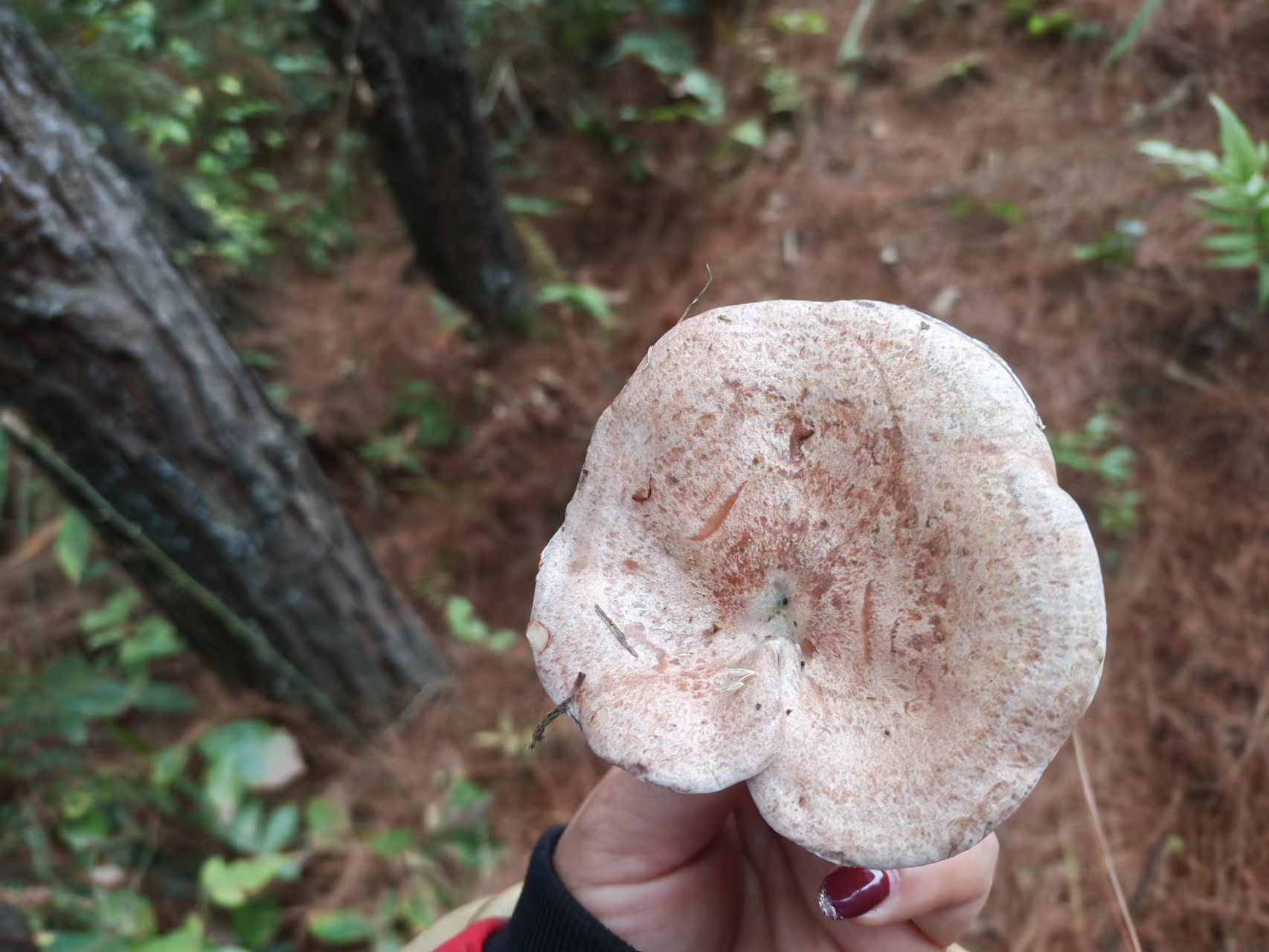 |大自然的味道