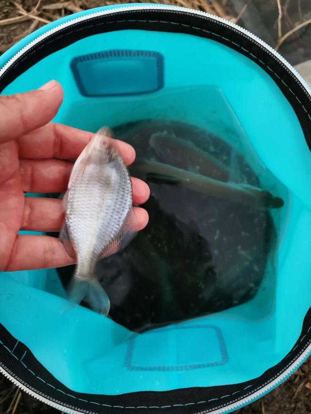 饵料|鱼贪饵香不舍走，人盼鱼口苦蹲守