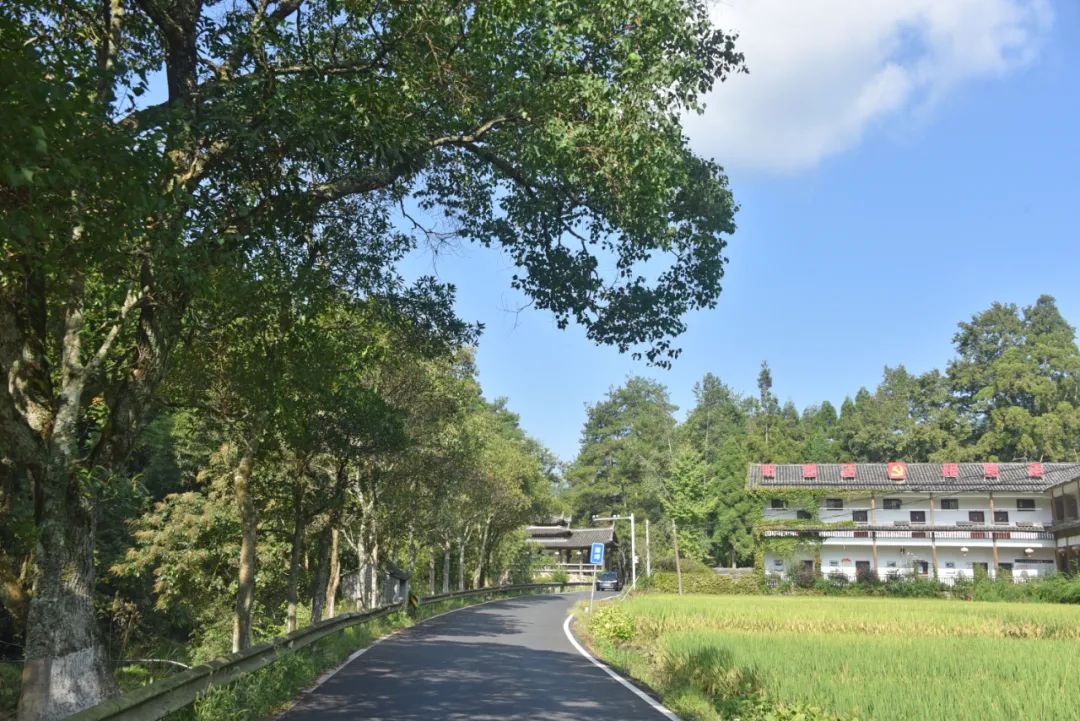 摄影比赛|浙南深山中有座中国传统村落，用石头建造，被多肉覆盖！