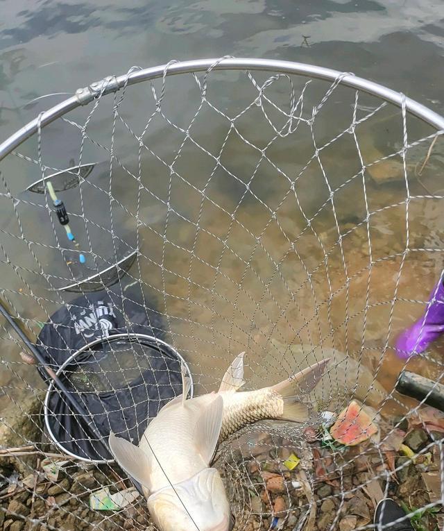 珠江|鬼上身?男子珠江里钓起“怪鱼”,越看越恶心,网友:不影响口感