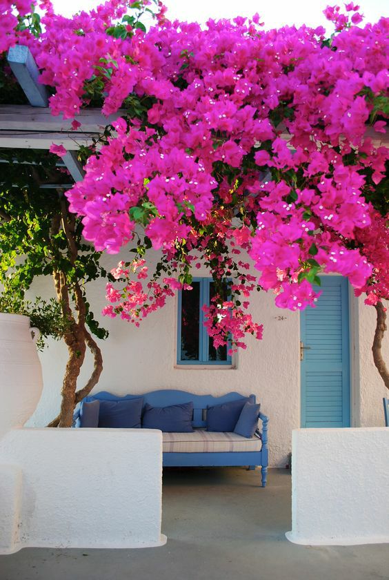 |一堵白墙，一株藤