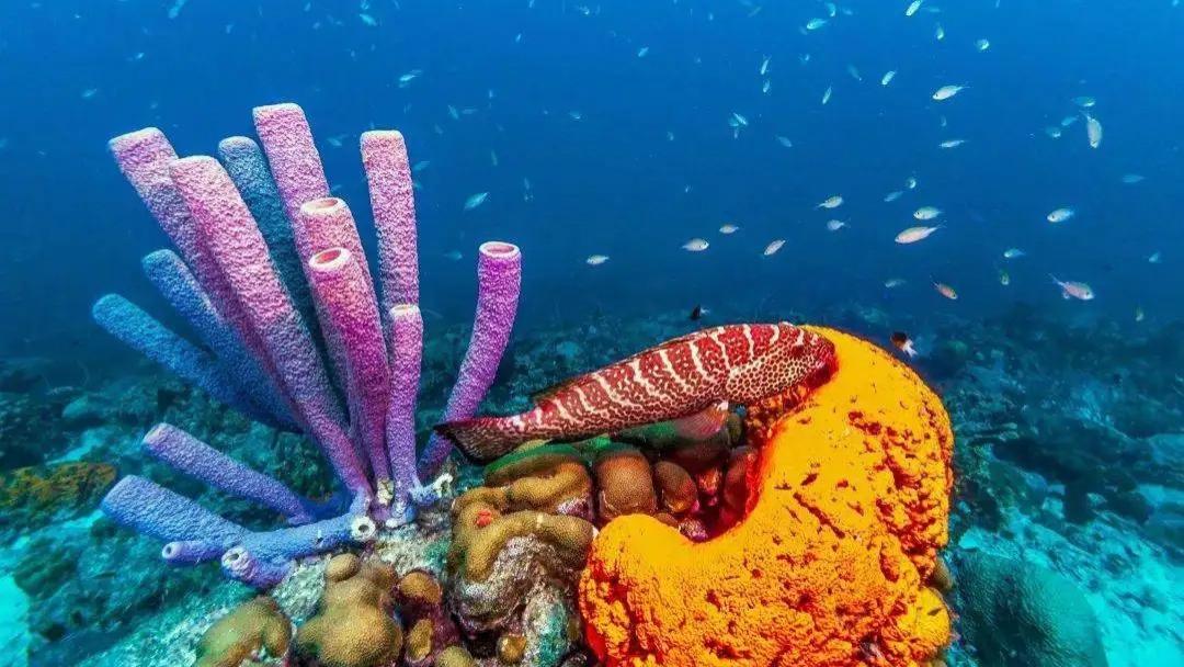 生存超过6亿年，躲过5次生物大灭绝，海绵却要在人类时代栽个大跟头？