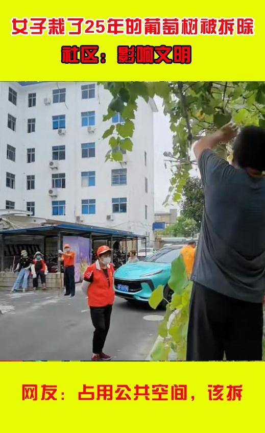 上海一女子栽种了25年的葡萄树被拆除拍视频曝光,网友:该拆