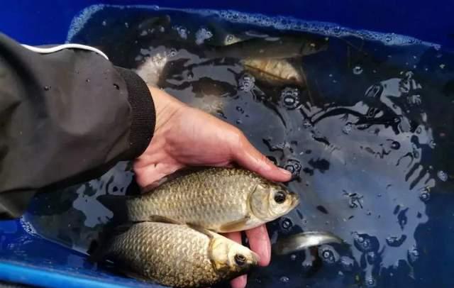 饵料|深冬大雾天气野钓攻略，大鲫频出但非所有位置都有