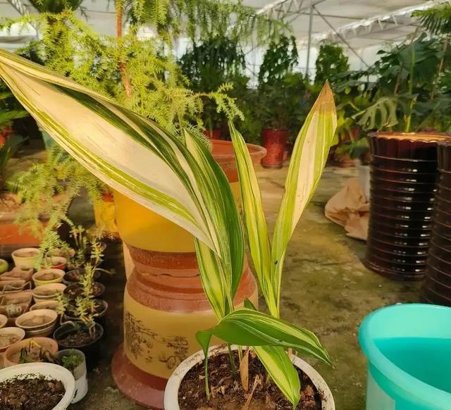室内甲醛超标,这5种花都能吸“毒气”,现在知道还不晚!