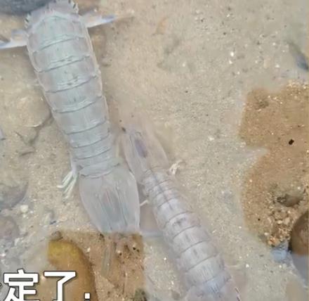 福建:男子在海边发现大量皮皮虾,放眼望去全都是,好多还是活得