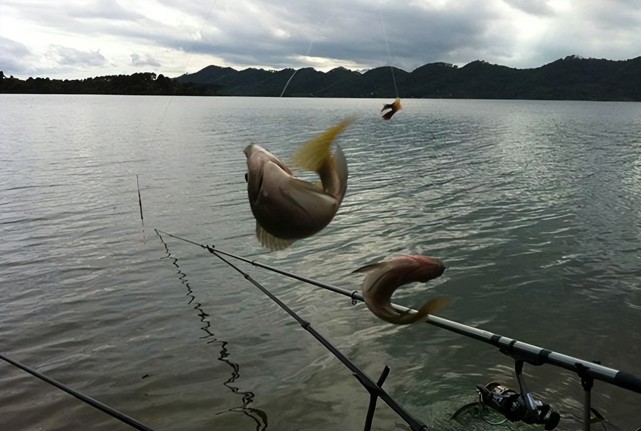 |大暑到,气温高!掌握这套“钻石级”连招,下竿上钩十几条