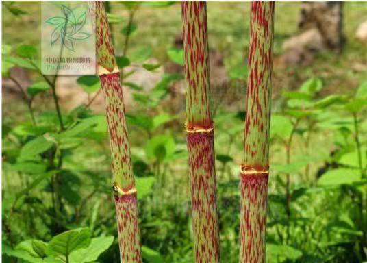 肿瘤|分享抗癌常用中药——虎杖，活血散瘀、清热解毒，可用于多种肿瘤