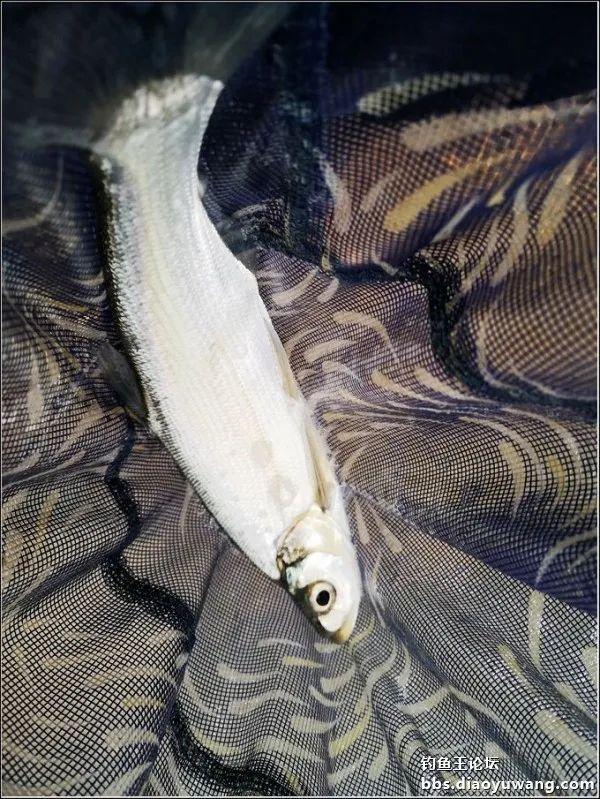 饵料|深水翘嘴最过瘾