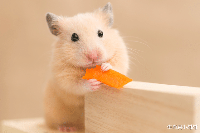 衬衫|生肖鼠占据有利时机，迅速在职场站稳脚跟，拥有一席之地