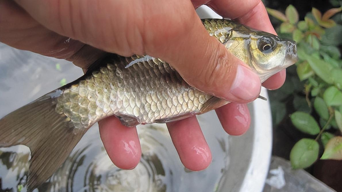 饵料|野钓想要多钓鱼，先把这四件事做好