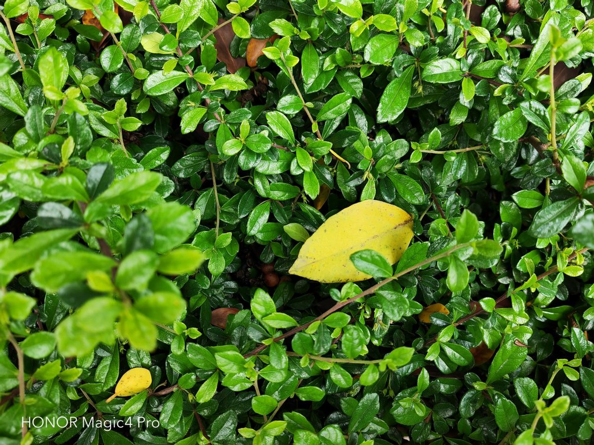 高通骁龙|全面的旗舰应该是怎么样的？荣耀Magic4 Pro：让我来告诉你