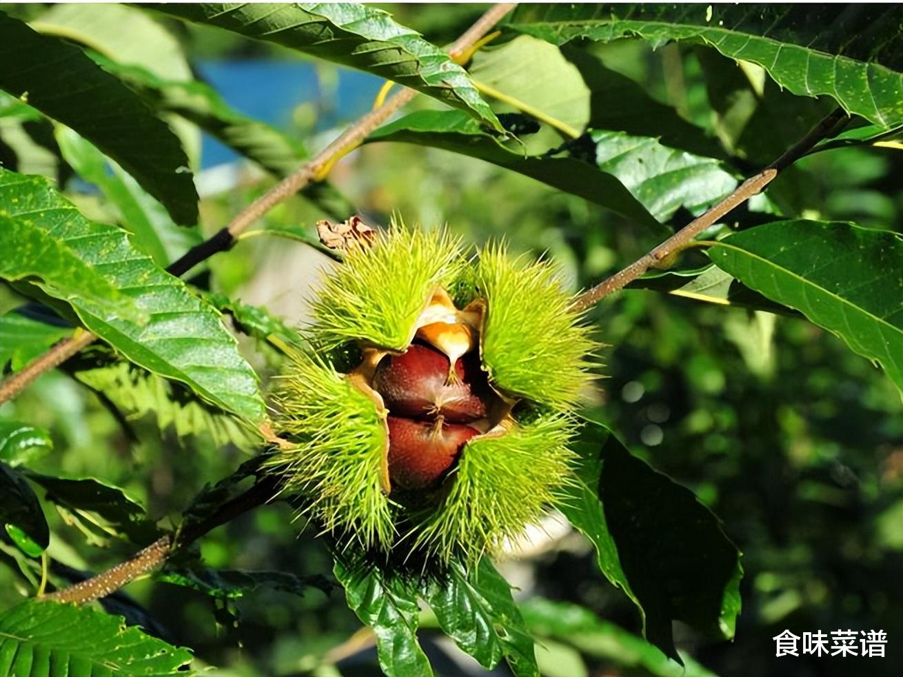 中国板栗排行榜，经过评比，这12个产地名气较大，有你的家乡吗？