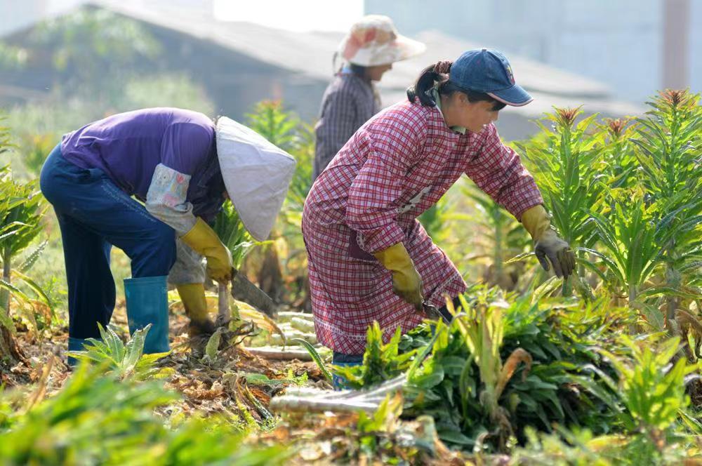 回家后突然发现,自己一个农民,居然不会种地