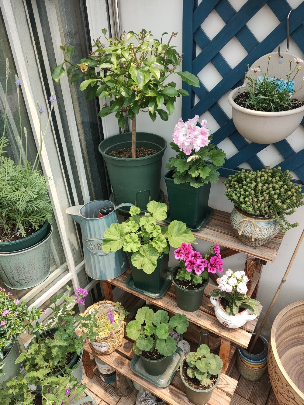 五年前买了顶楼,送了个10㎡小露台,自己折腾成空中花园,太美了