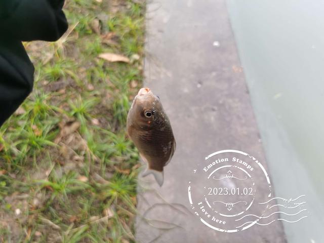 饵料|冷雨淅沥,野鲫零星