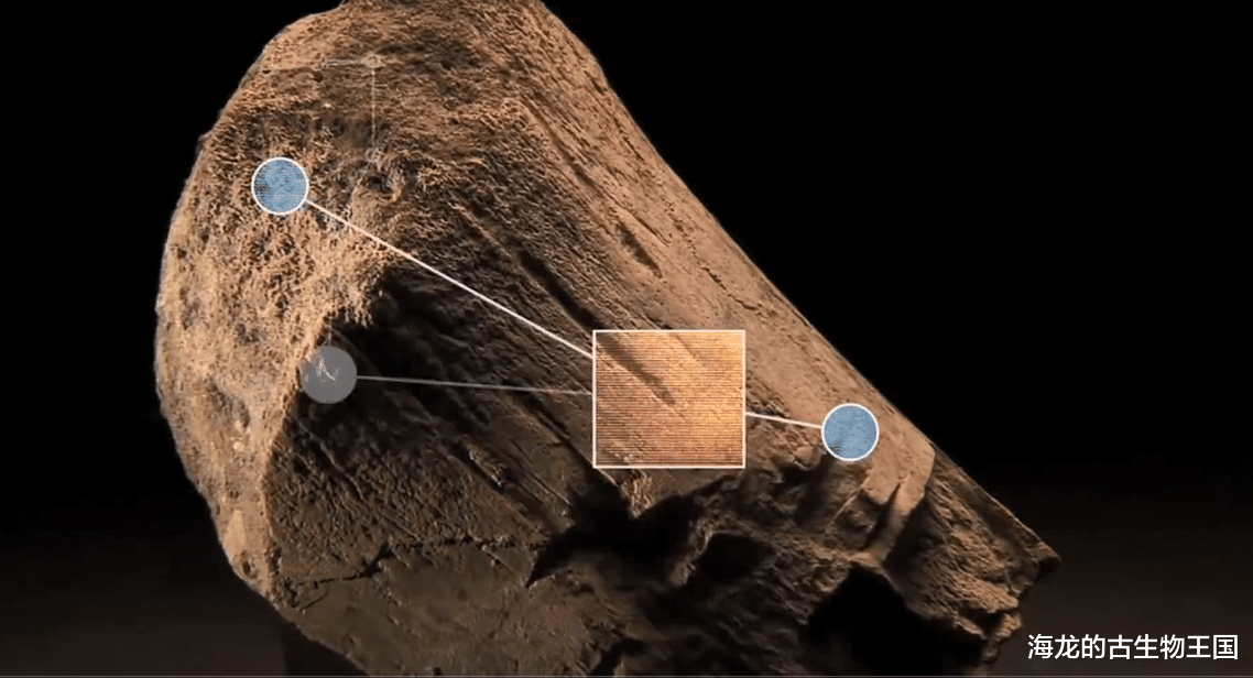 圆顶龙的巨大体型让它成为掠食者望而却步的猎物！