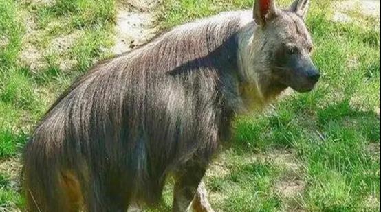 已灭绝50万年的“驴头狼”，现如今出现在神农架，这是在警示什么？