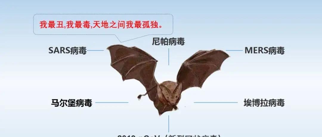 蝙蝠的“毒性”如此之大,为何没有在“五毒”之中?