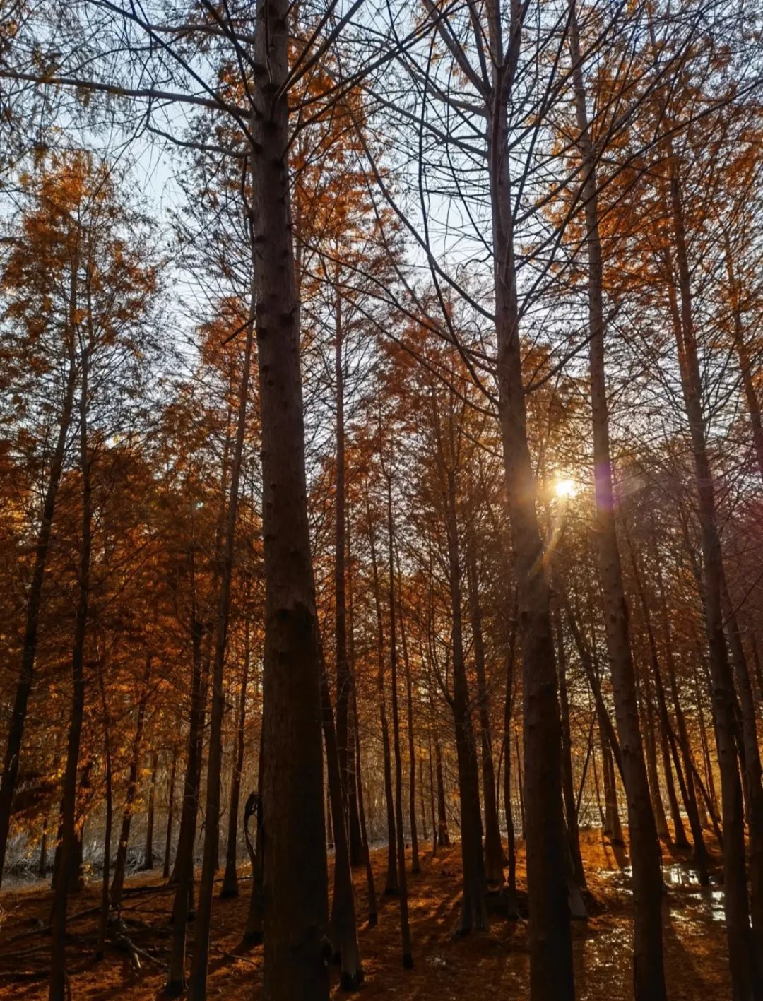 上海市|绝美上海后花园!景美人少性价比还高,大人小孩都玩得不想走