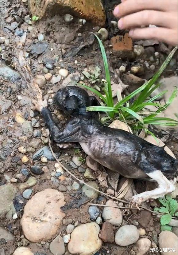 荒野的召唤 垂钓者|男子刚钓鱼不久,只听噗通一声:竟是对岸的流浪小奶猫穿河而来