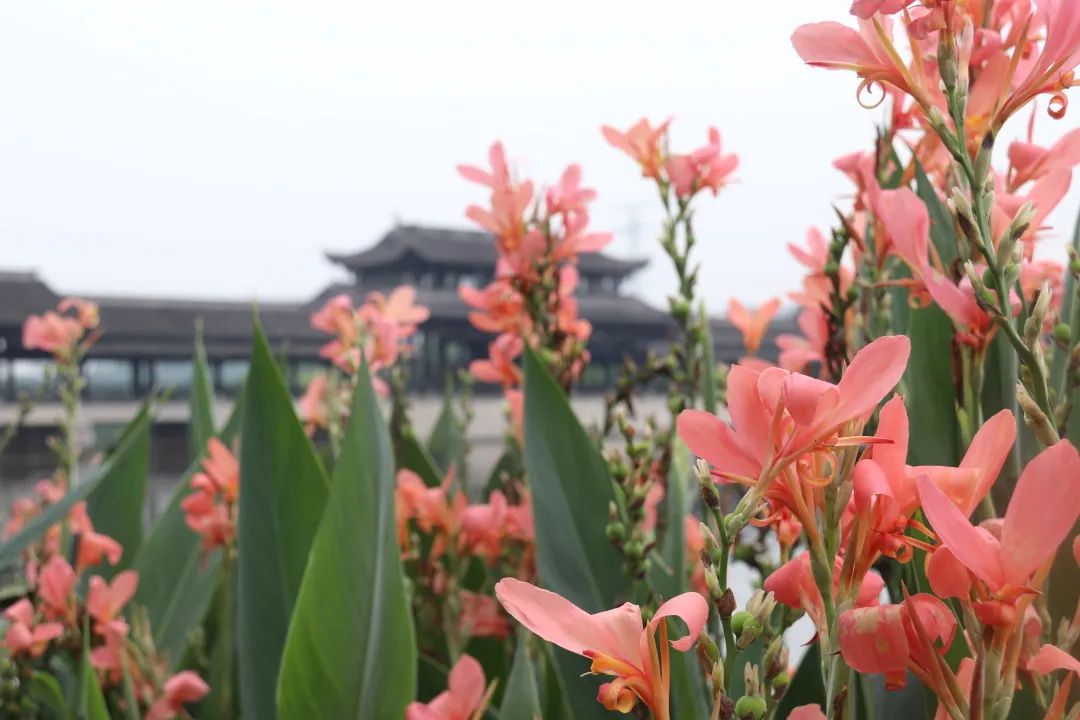 重庆园博园|初夏的阳光和快乐，都藏在主城这两个向日葵花海里！