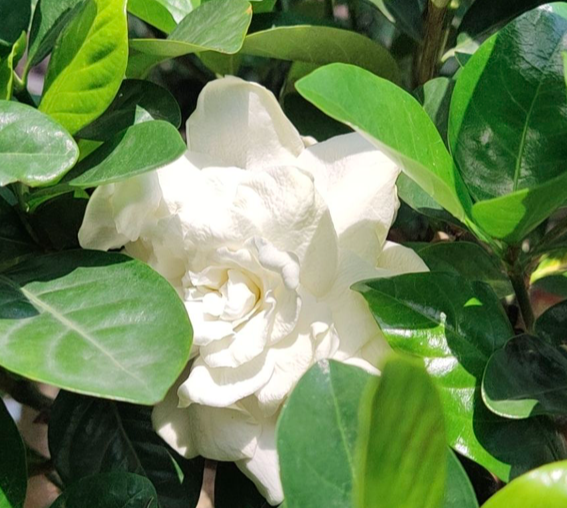 院子里养花，色系搭配好，农家院也能变园林