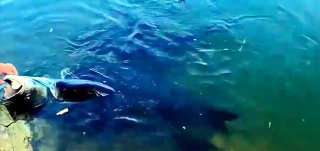 饵料|男子野钓轻松收获6条胖头鱼，制止朋友拍照发朋友圈，网友：自私