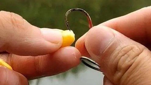 |玉米挂钩方法决定垂钓效果，例举常见的8种，总有一种适合你