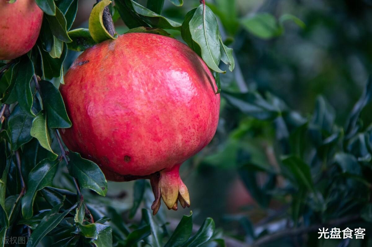 伤肾|明日处暑,记得多吃“1白2红”,少吃2绿,应季而食,全家都受益