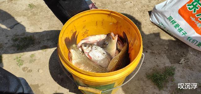 大板|清明过后,遇到这种天气请假也要去钓鱼,大板鲫排队咬钩