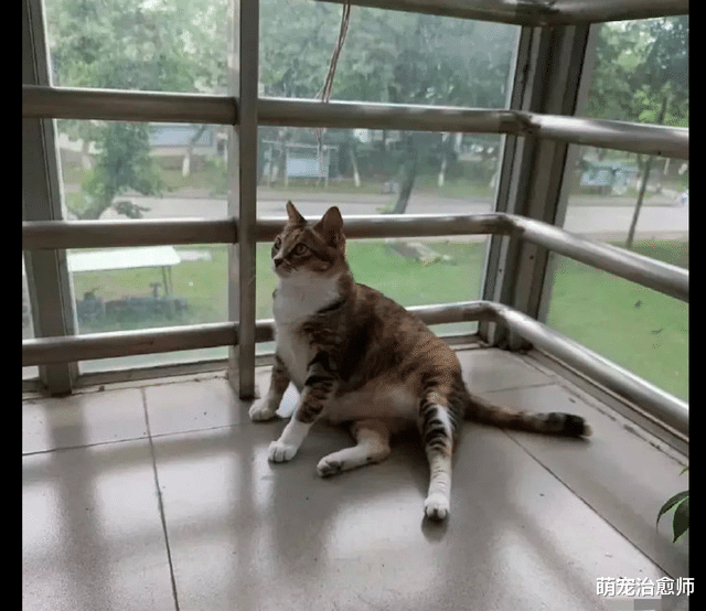 纸条上写着猫咪在减肥请勿投食,猫咪一脸不满的表情:继续喂啊!