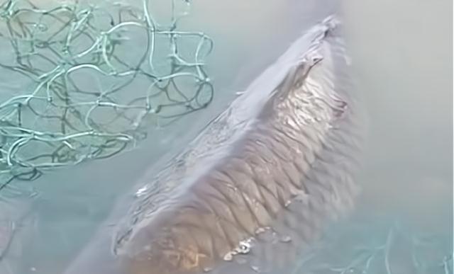 大爷|人鱼大战!大爷垂钓中大鱼,反被拉进了水里,网友:独乐不如众乐