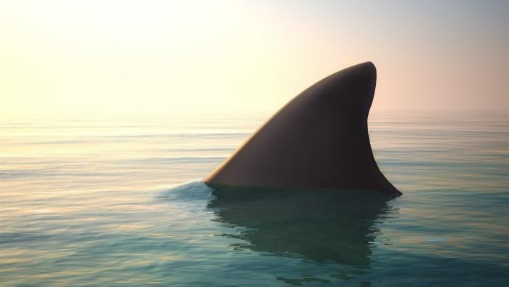 存在了4亿年，鲨鱼为什么不会得癌症呢?