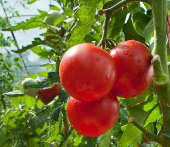 蔬菜|这3种蔬菜可能泡了“保鲜剂”，菜贩子：再有营养也不要给孩子吃