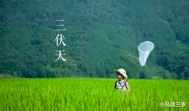 失眠|今日入伏,老话说“入伏有六怕”,六怕分别是啥?看完大家要注意