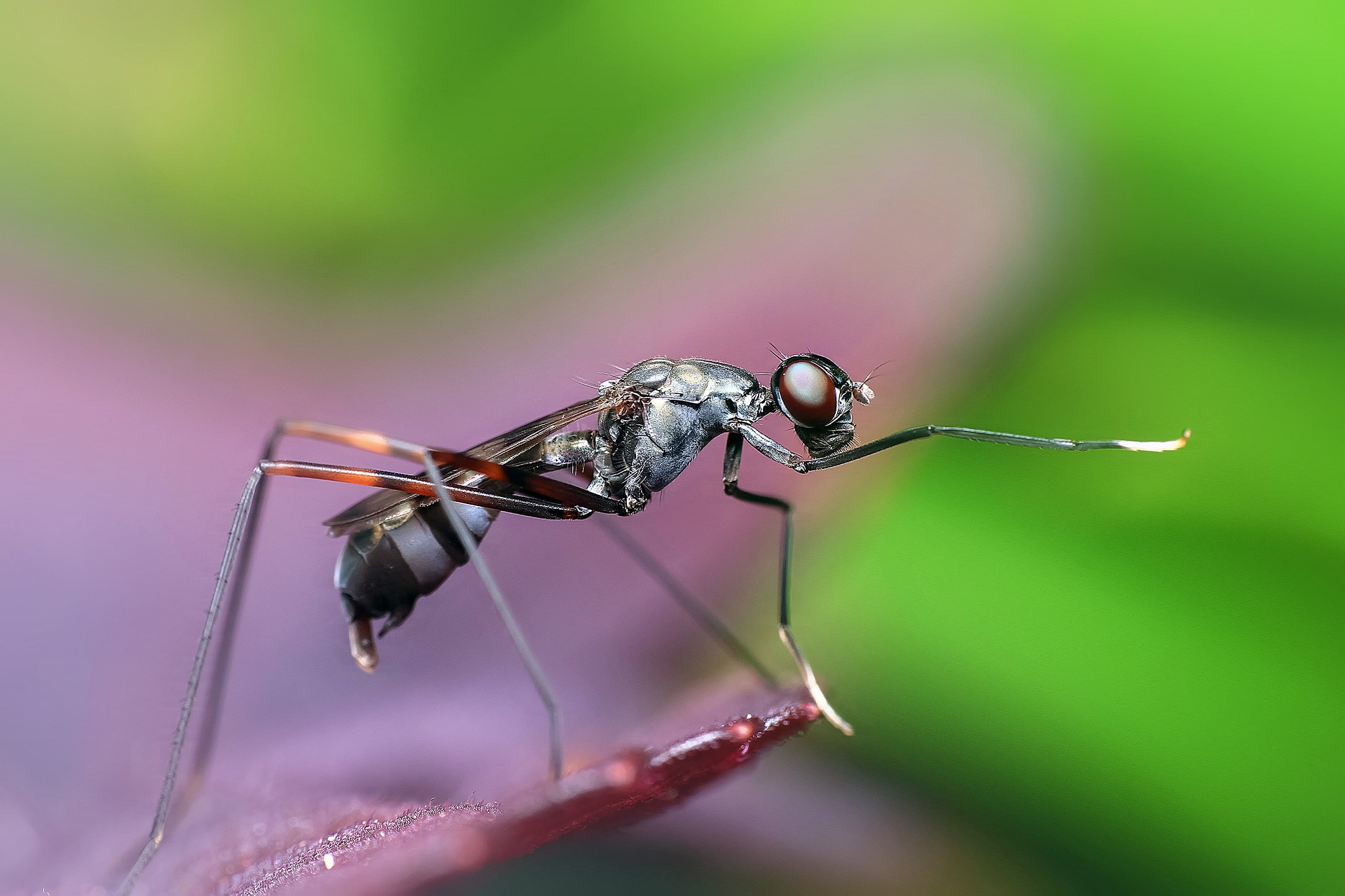 为什么说蚂蚁是地球上进化得最成功的生物?它们不仅会种地,还会放牧