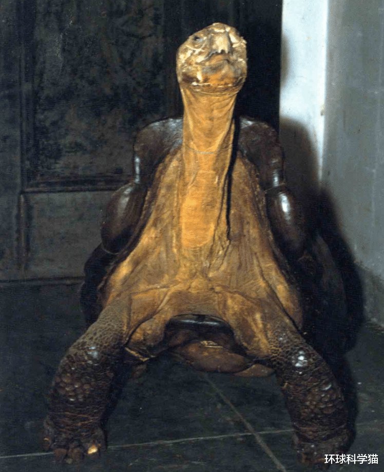灭绝100多年,“神奇巨龟”重现地球!野生华南虎还可能出现吗?