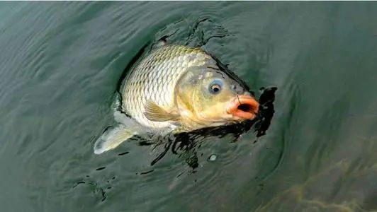 饵料|春钓,牢记“窄小狭”三字,就能轻松上鱼!