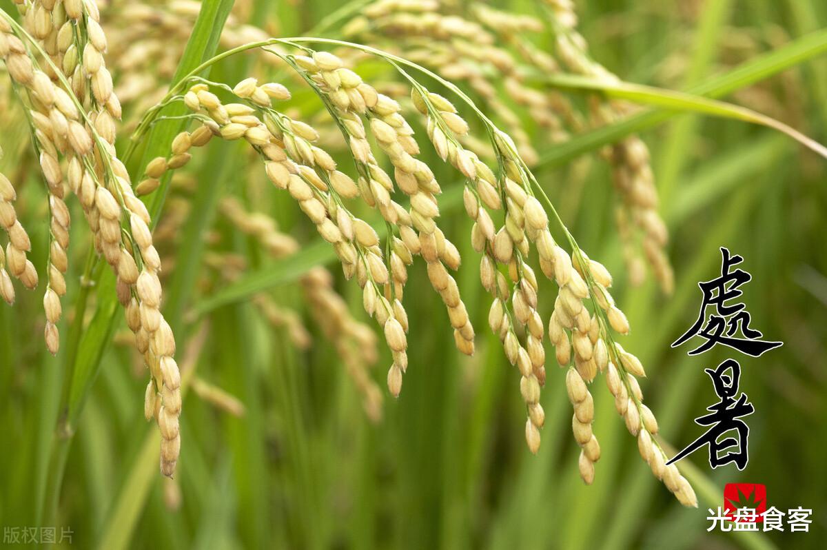 伤肾|明日处暑,记得多吃“1白2红”,少吃2绿,应季而食,全家都受益