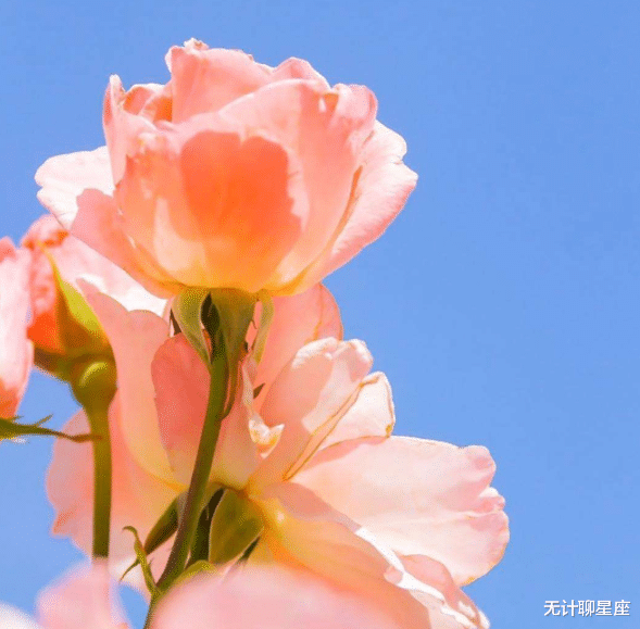 |今年,4个星座,不怕苦不怕累,抗压能力强,职场上直上青云