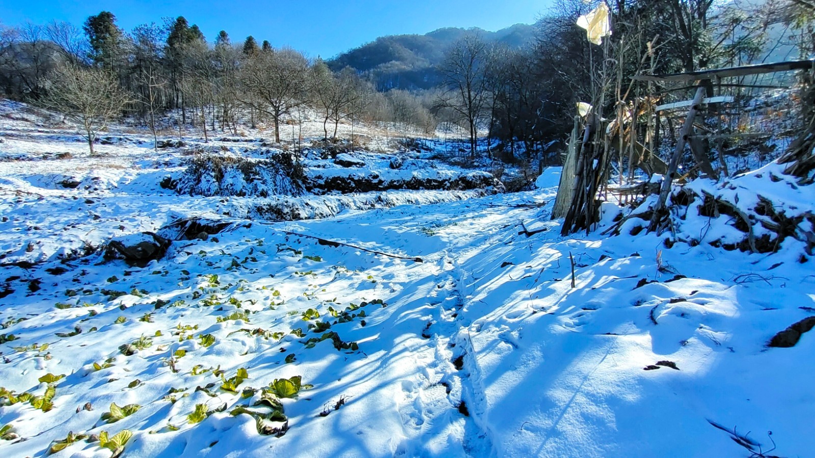 四川省|陕南芍药谷，晴雪老林湾