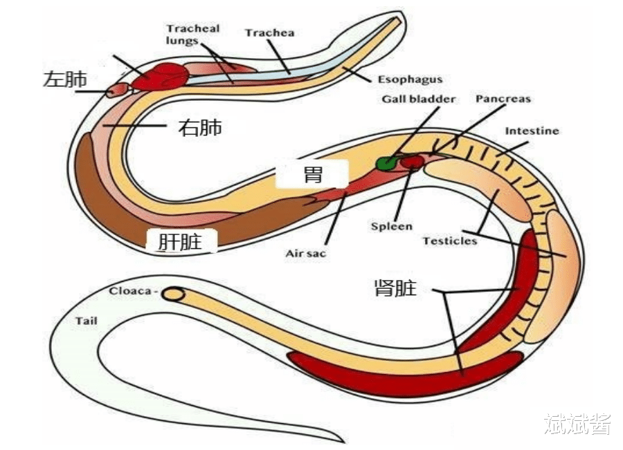为何说冬眠的蛇“好欺负”,连老鼠都敢吃它?真相:事实并非如此