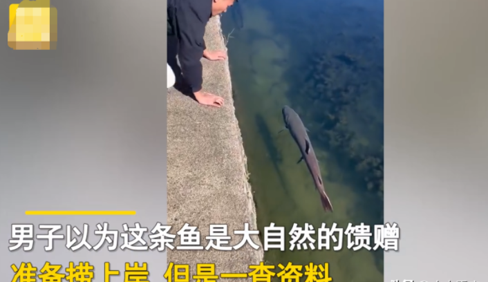 一名男子正在河边闲逛,发现河里有一条黑色大鱼,好奇地上网一查