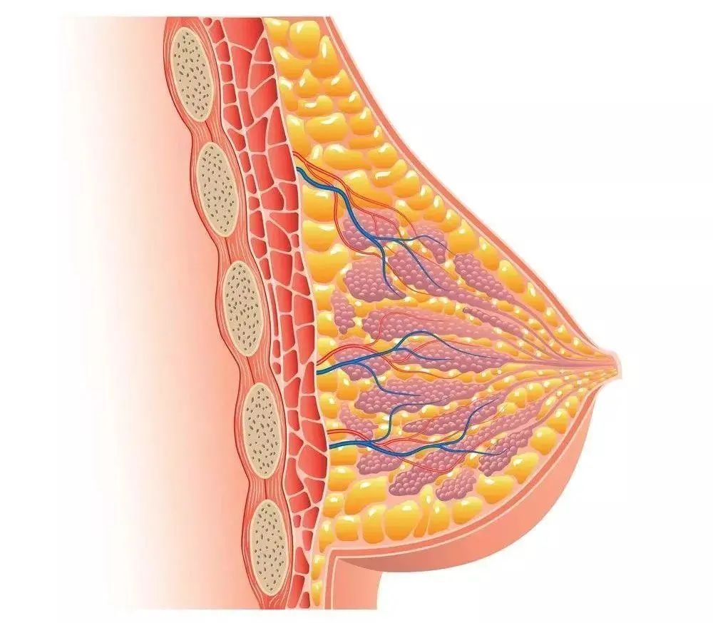 高血压|经期乳房像针扎一样刺痛?可能是你的身体正在发出求救信号!