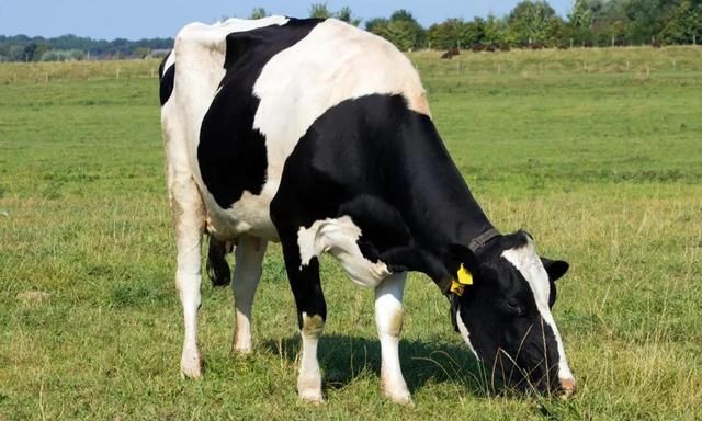 新疆维吾尔自治区|全国哪的牛奶最好喝?经过筛选,这4个地方比较出名,有你家乡吗